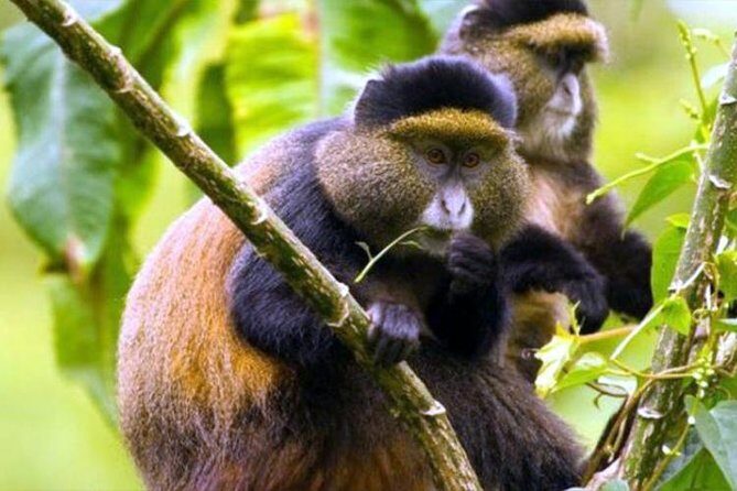 2 Days Chimpanzees trekking Tour and Canopy walk Adventure - Final Verdict