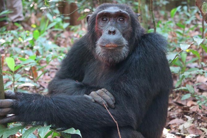 2 Days Chimpazee Safari In kibale Forest Park Uganda. - Key Points