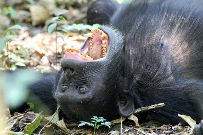 2 Days Chimpazee Safari In kibale Forest Park Uganda. - What’s Included and What’s Not