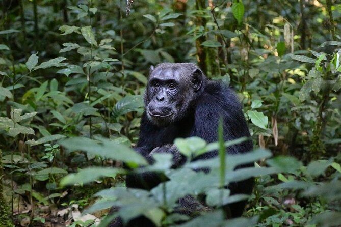 2 Days Chimpazee Safari In kibale Forest Park Uganda. - Is This Tour Worth the Price?