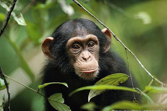 2 Days Chimpazee Safari In kibale Forest Park Uganda. - FAQ
