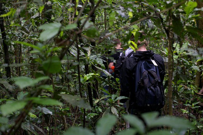 2 Days Chimpazee Safari In kibale Forest Park Uganda. - Final Thoughts