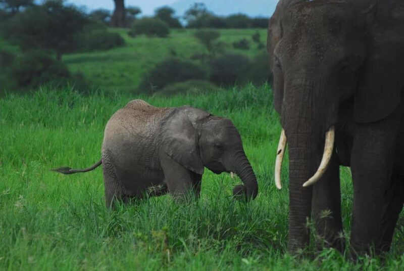 2-Days classic safari to Mikumi by train from Dar-es-Salaam - Key Points