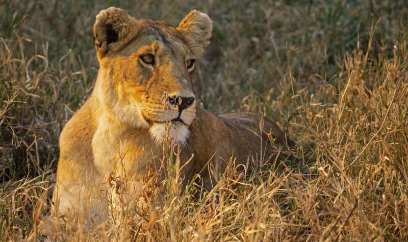 2-Days classic safari to Mikumi N. Park from Dar-es-Salaam - FAQ