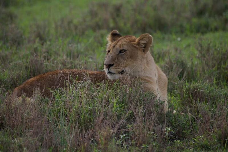 2-Days comfortable safari to Mikumi Park from Dar-es-Salaam - What to Expect from This Mikumi Safari