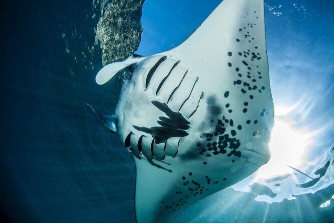 2 Days Discover Scuba Diving in Nusa Lembongan - Scuba Initiation - Introduction to the Experience