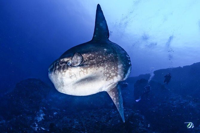 2 Days Discover Scuba Diving in Nusa Lembongan - Scuba Initiation - Practical Tips for Participants