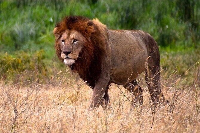 2 Days Enjoy Serengeti National Park with Balloon Safari - Who Should Consider This Tour?