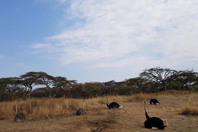 2 Days Ethiopian Rift Valley Lakes Tour from Addis Ababa - What Does the Tour Bring to Travelers?