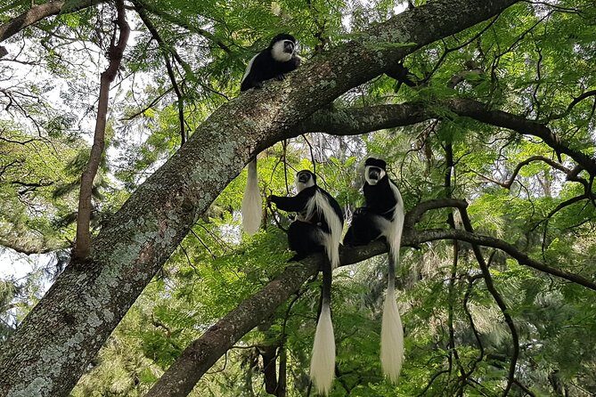 2 Days Ethiopian Rift Valley Lakes Tour from Addis Ababa - Frequently Asked Questions