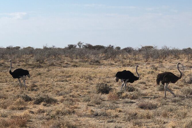 2 Days Etosha Safari Guided Tour - A Deep Dive into the Tour Experience