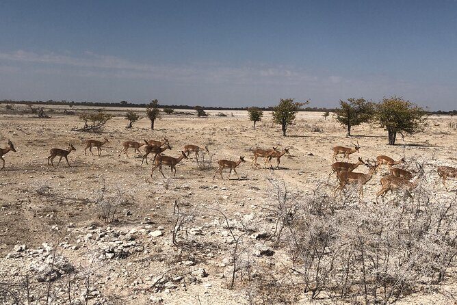 2 Days Etosha Safari Guided Tour - Is This Tour for You?