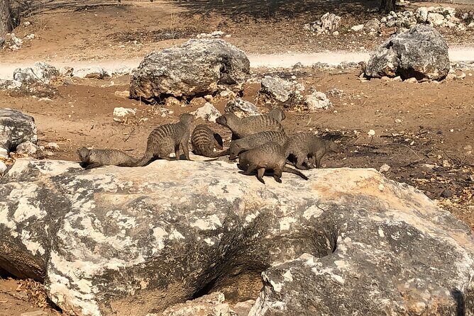2 Days Etosha Safari Guided Tour - FAQ