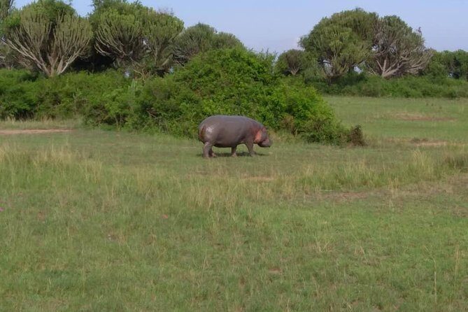 2 Days Family Safari to Murchison Falls Park Uganda - Practical Tips for Potential Travelers