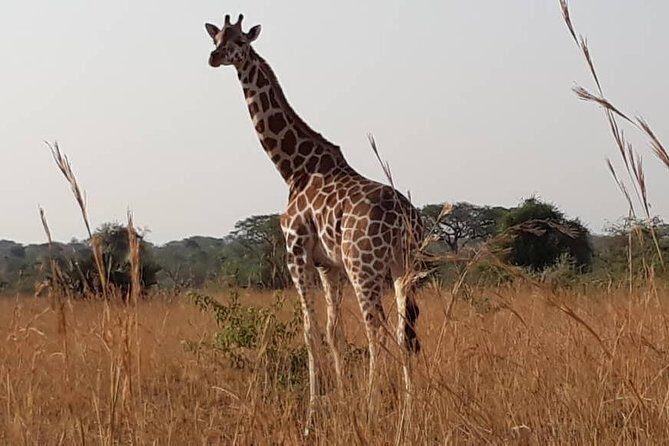 2 Days Family Safari to Murchison Falls Park Uganda - FAQ