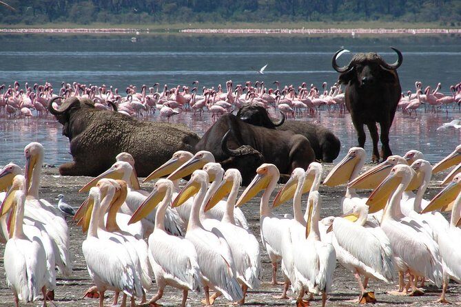 2 Days Flamingo Tour to Lake Bogoria & Lake Nakuru From Nairobi - Key Points