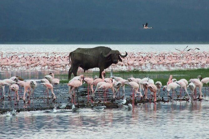 2 Days Flamingo Tour to Lake Bogoria & Lake Nakuru From Nairobi - FAQs