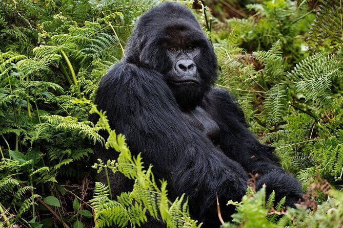 2 Days Gorilla & Golden Monkey Trekking Safaris - Key Points