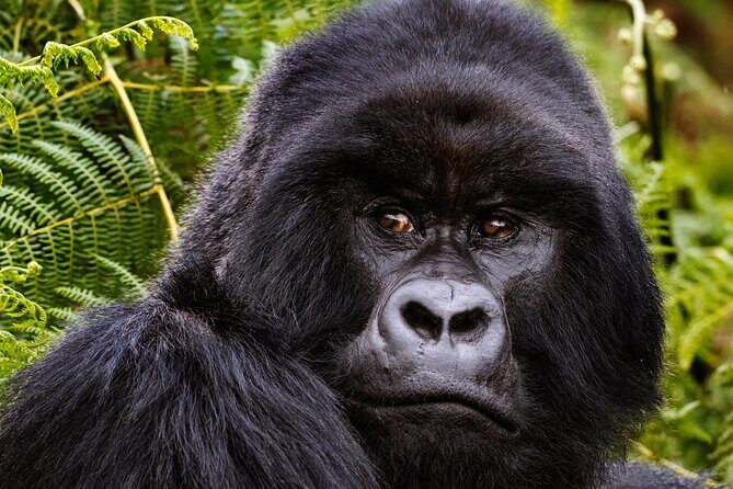 2 Days Gorilla & Golden Monkey Trekking Safaris - An In-Depth Look at the 2-Day Rwanda Wildlife Safari