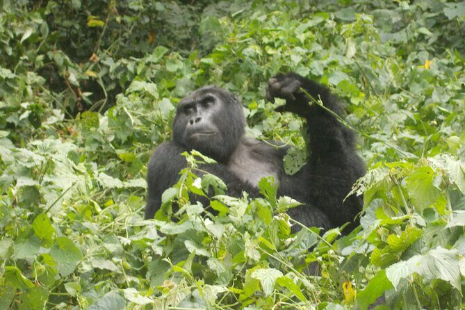 2 Days Gorilla Trekking in Bwindi through Kigali - Key Points