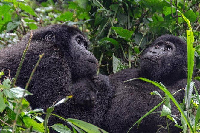 2 Days Gorilla Trekking Rwanda - Practical Tips for Future Travelers