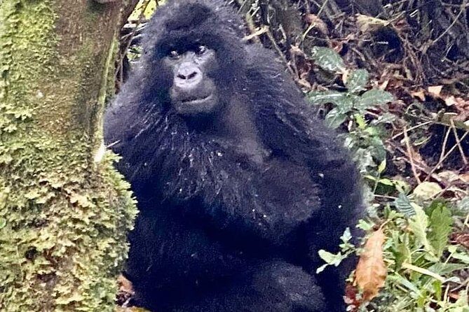2 Days Gorilla Trekking Rwanda - FAQ