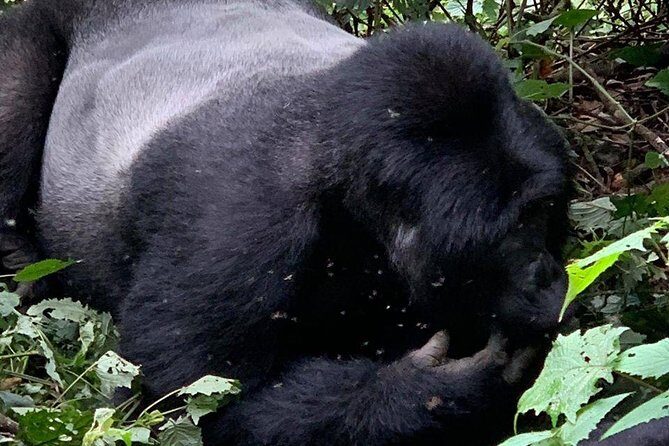 2 Days Gorilla Trekking Uganda - Breaking Down the Itinerary