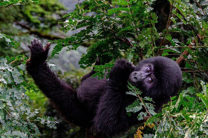 2 Days Gorilla Trekking Uganda - Authentic Experiences and Traveler Feedback