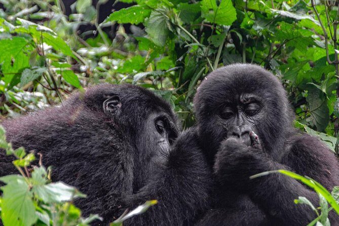 2 Days Gorilla Trekking Uganda - Final Thoughts: Who Should Consider This Tour?