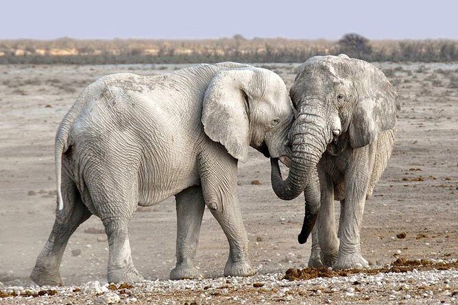 2 Days Group Joining Camping Safari Tarangire Park and Ngorongoro Crater - Key Points