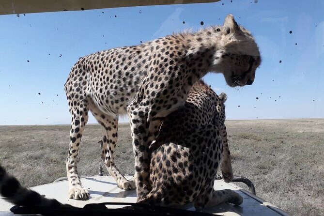 2 Days Group Joining Camping Safari Tarangire Park and Ngorongoro Crater - FAQ