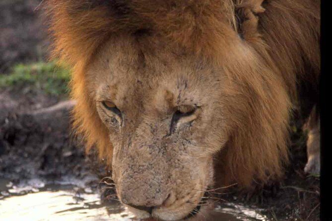 2 days group safari to Amboseli National park (Mon-Wed-Sat only) - An In-Depth Look at the Safari Experience