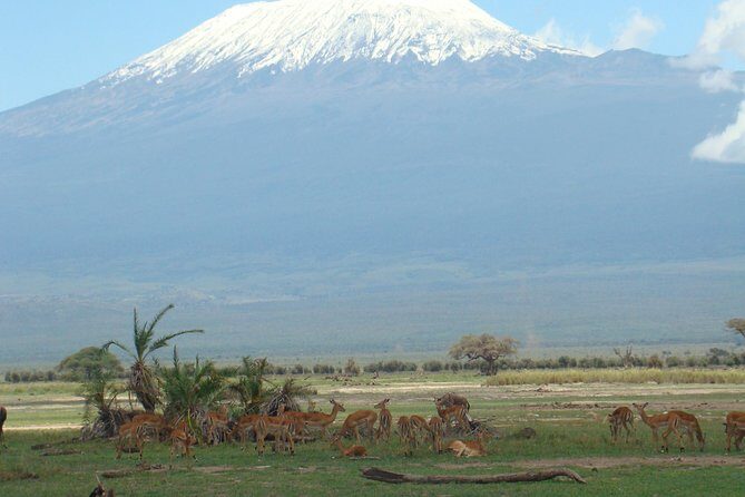 2 days group safari to Amboseli National park (Mon-Wed-Sat only) - Who Should Consider This Safari?