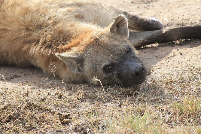 2 days group safari to Amboseli National park (Mon-Wed-Sat only) - The Sum Up