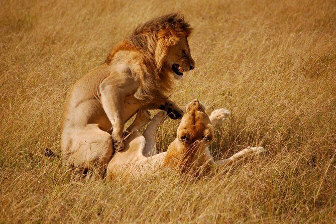 2 days group safari to Amboseli National park (Mon-Wed-Sat only) - FAQ