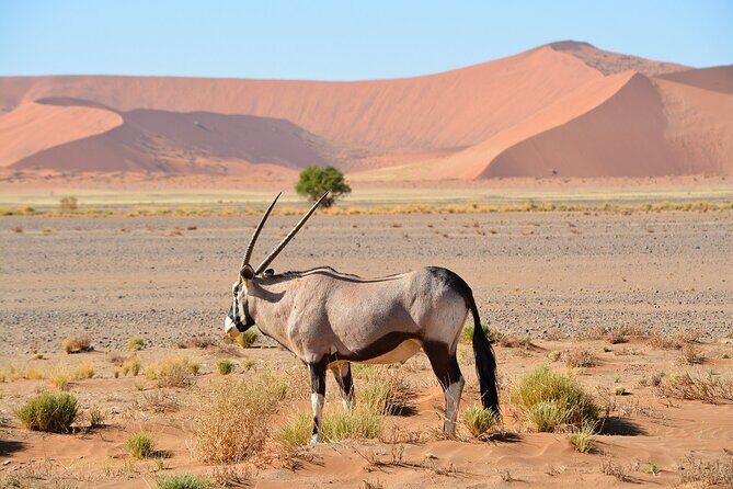 2 Days Guided Tour in Sossusvlei and Sandwich Harbor - Frequently Asked Questions