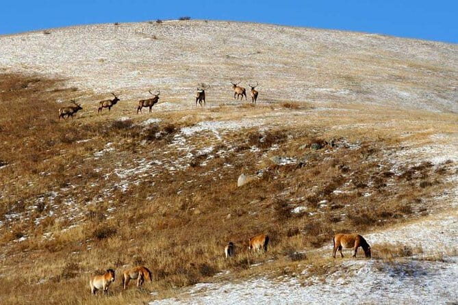 2 Days Hustai National Park and Nomadic homestay tour - A Closer Look at the Itinerary
