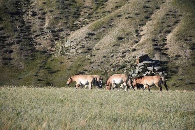 2 Days Hustai National Park and Nomadic homestay tour - Who Would Love This Experience?