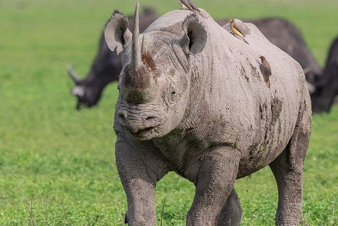 2 Days Joined Group Tarangire and Ngorongoro Crater National Park - An In-Depth Look at the Itinerary