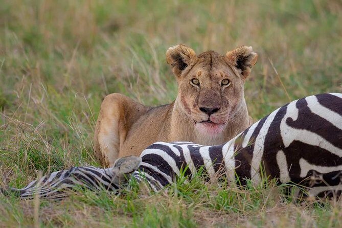 2 Days Joined Group Tarangire and Ngorongoro Crater National Park - Final Thoughts: Is This Safari Right for You?