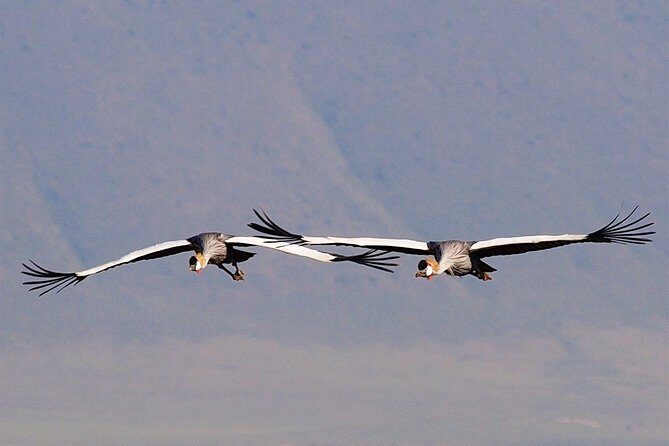 2 Days Joined Group Tarangire and Ngorongoro Crater National Park - FAQ