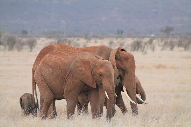 2 Days Kenya Safari special Tsavo East and Taita hills Saltlick from Mombasa - Value and Considerations