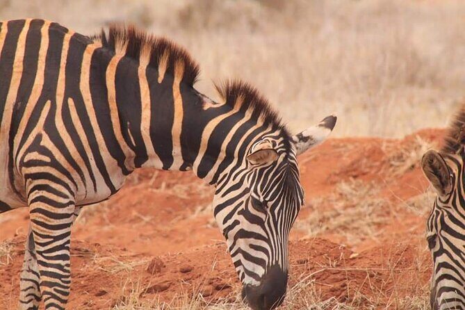 2 Days Kenya Safari special Tsavo East and Taita hills Saltlick from Mombasa - The Sum Up