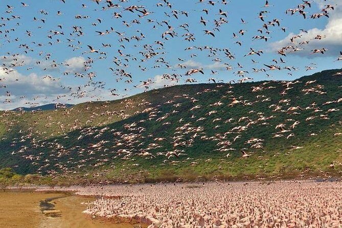 2 Days Lake Elementaita National park Safari - An In-Depth Look at the 2-Day Lake Elementaita Safari