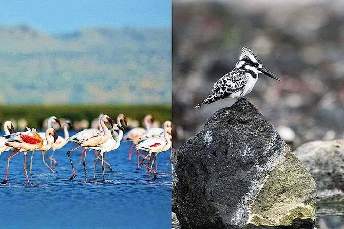2 Days Lake Elementaita National park Safari - FAQ
