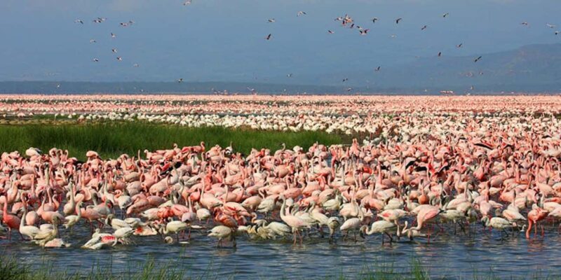 2 Days Lake Elementaita National park Safari - Key Points