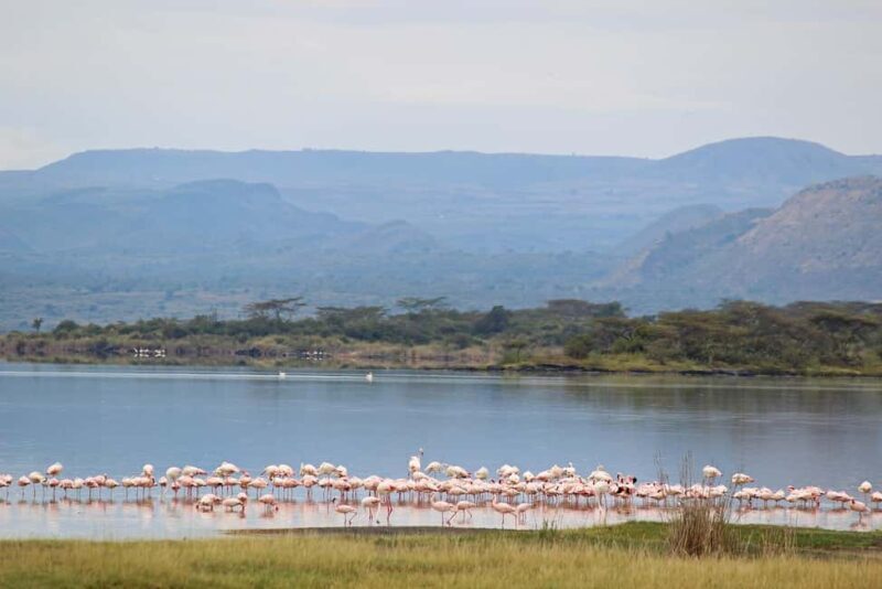 2 Days Lake Elementaita National park Safari - Introduction
