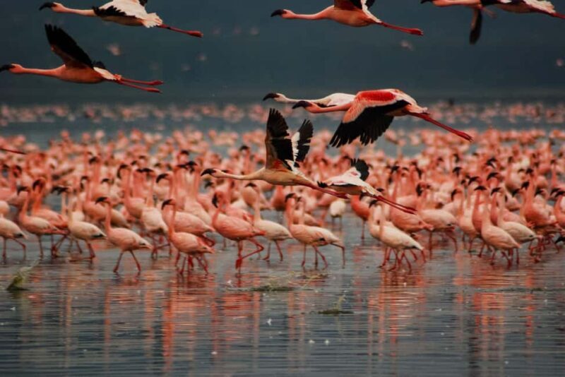 2 Days Lake Elementaita National park Safari - What’s Included and What’s Not