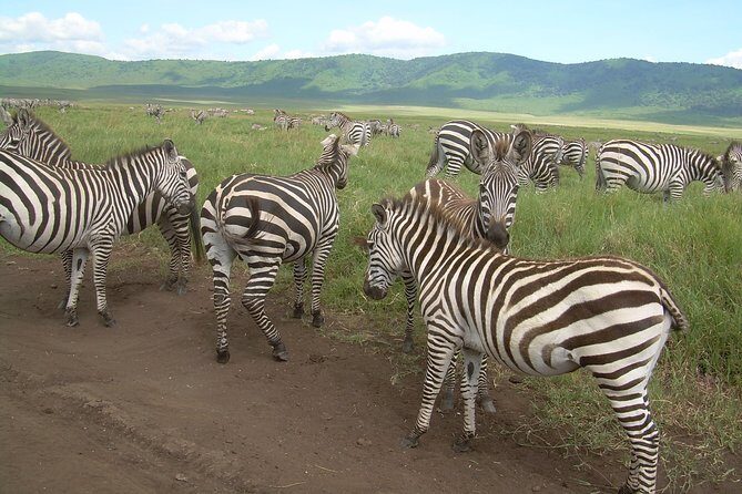 2 Days Lodge safari. - Who Should Consider This Safari?
