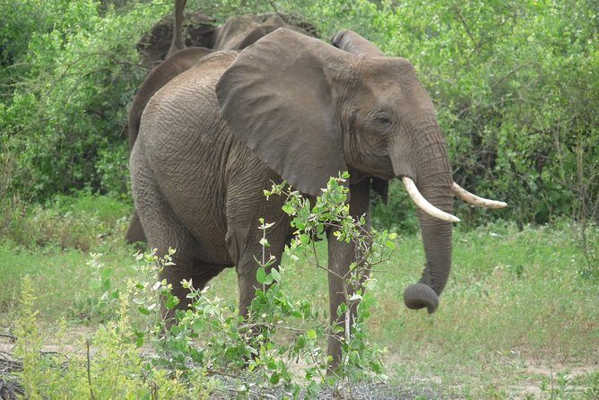 2 Days Lodge safari. - The Sum Up